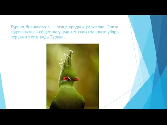 Турако Ливингстона — птица средних размеров. Элита африканского общества украшает свои головные