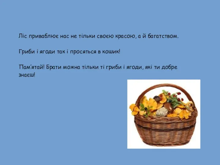 Ліс приваблює нас не тільки своєю красою, а й багатством. Гриби і