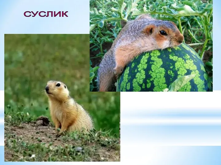 СУСЛИК