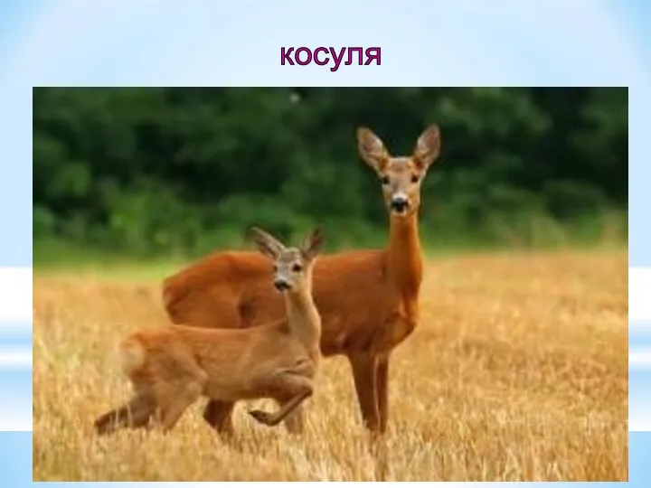 косуля