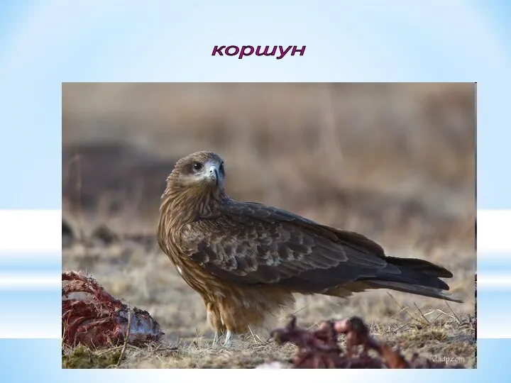 коршун