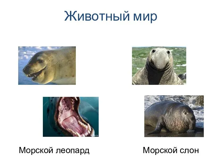 Животный мир Морской леопард Морской слон