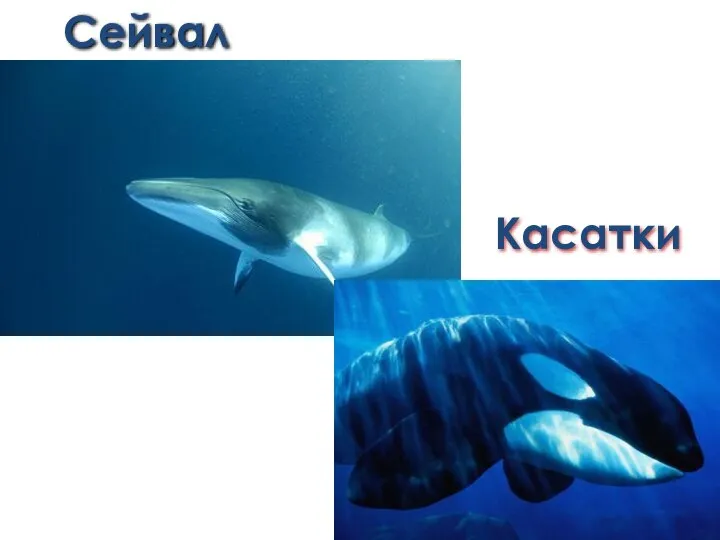 Сейвал Касатки