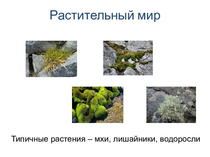 Растительный мир Типичные растения – мхи, лишайники, водоросли