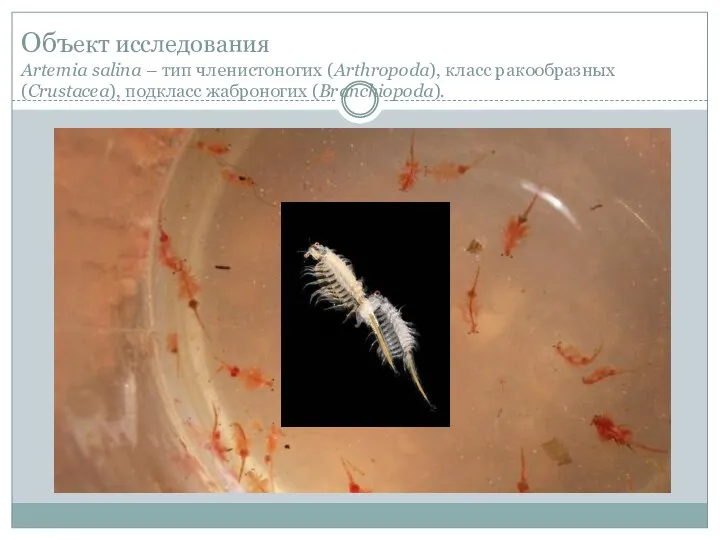 Объект исследования Artemia salina – тип членистоногих (Arthropoda), класс ракообразных (Crustacea), подкласс жаброногих (Branchiopoda).