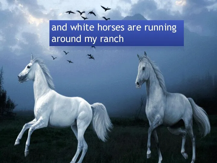 and white horses are running around my ranch