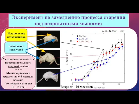 Эксперимент по замедлению процесса старения над подопытными мышами: Возраст - 20 месяцев