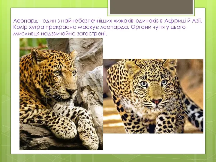 Леопард - один з найнебезпечніших хижаків-одинаків в Африці й Азії. Колір хутра