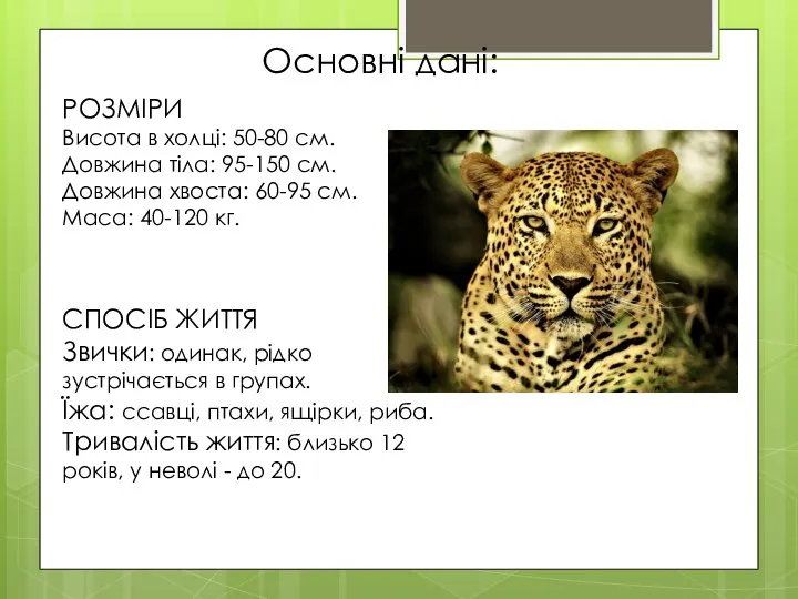 Основні дані: РОЗМІРИ Висота в холці: 50-80 см. Довжина тіла: 95-150 см.