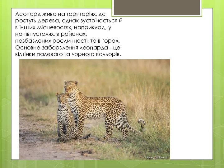 Леопард живе на територіях, де ростуть дерева, однак зустрічається й в інших