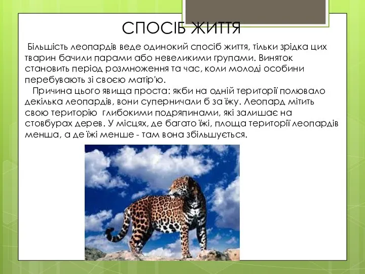 Більшість леопардів веде одинокий спосіб життя, тільки зрідка цих тварин бачили парами