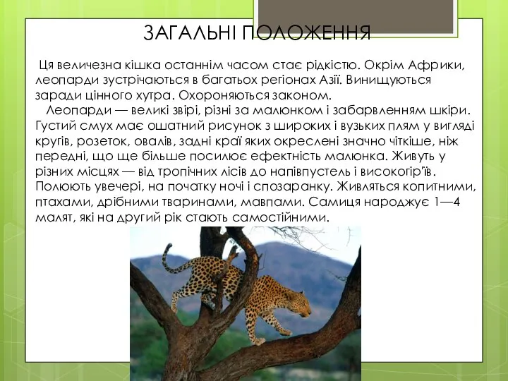 ЗАГАЛЬНІ ПОЛОЖЕННЯ Ця величезна кішка останнім часом стає рідкістю. Окрім Африки, леопарди