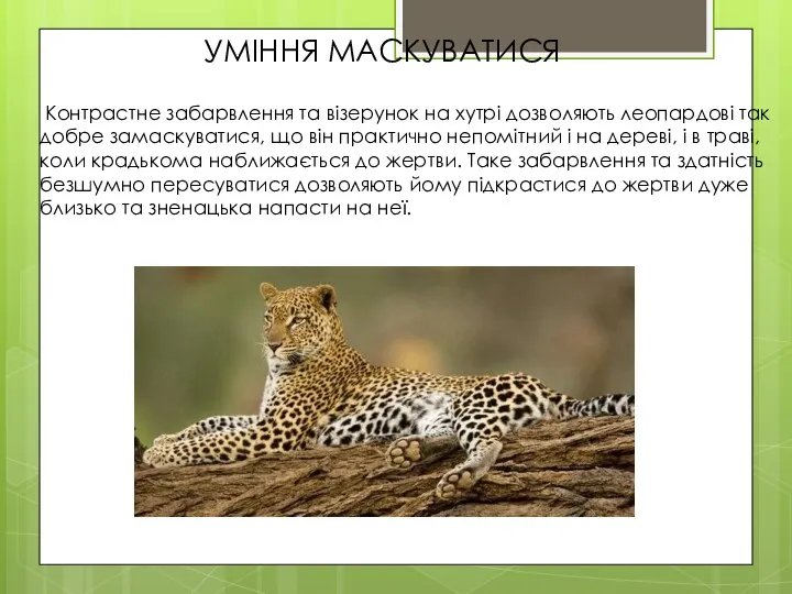 УМІННЯ МАСКУВАТИСЯ Контрастне забарвлення та візерунок на хутрі дозволяють леопардові так добре