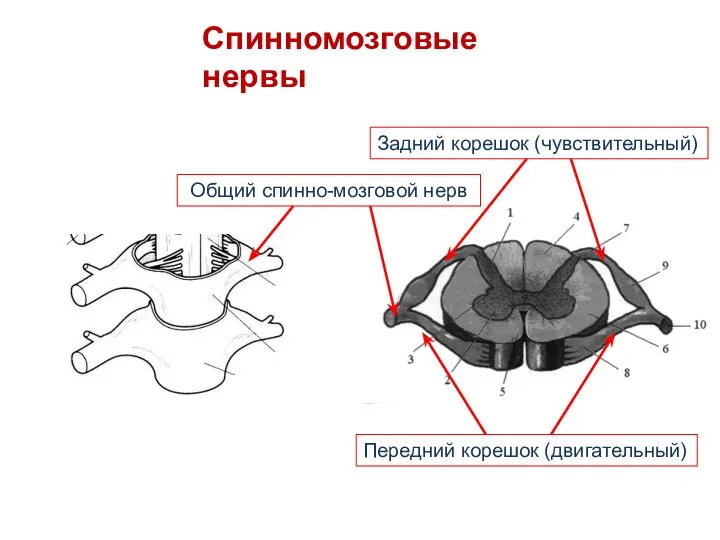 Спинномозговые нервы Общий спинно-мозговой нерв Передний корешок (двигательный) Задний корешок (чувствительный)
