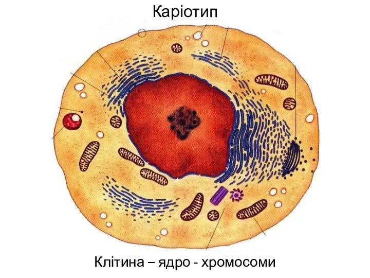 Каріотип Клітина – ядро - хромосоми