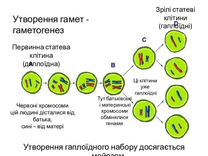 Утворення гаплоїдного набору досягається мейозом Первинна статева клітина (диплоїдна) Червоні хромосоми цій