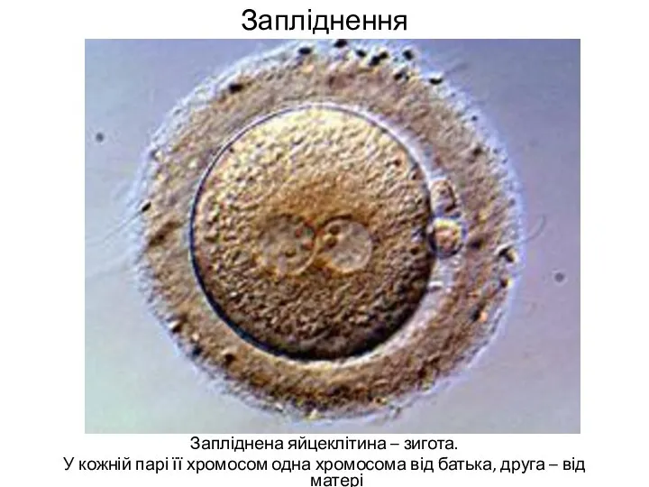 Запліднення Запліднена яйцеклітина – зигота. У кожній парі її хромосом одна хромосома