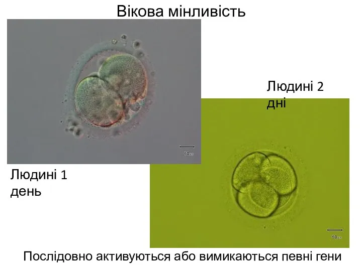 Вікова мінливість Послідовно активуються або вимикаються певні гени Людині 1 день Людині 2 дні