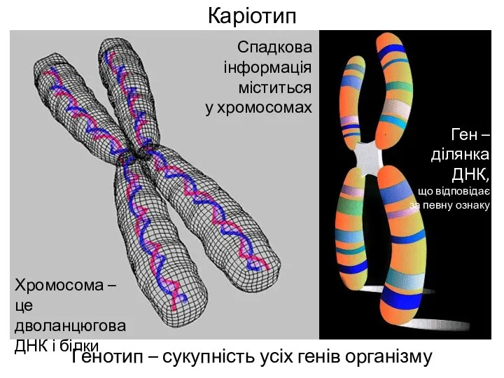 Каріотип Генотип – сукупність усіх генів організму Хромосома – це дволанцюгова ДНК