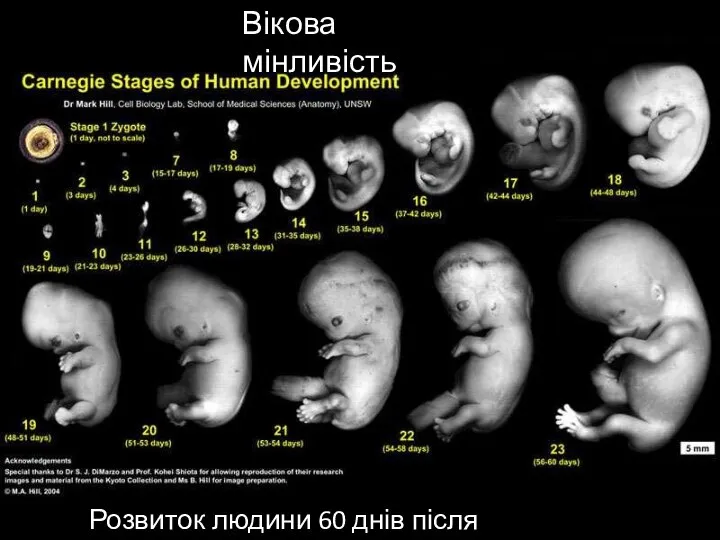 Вікова мінливість Вікова мінливість Розвиток людини 60 днів після запліднення