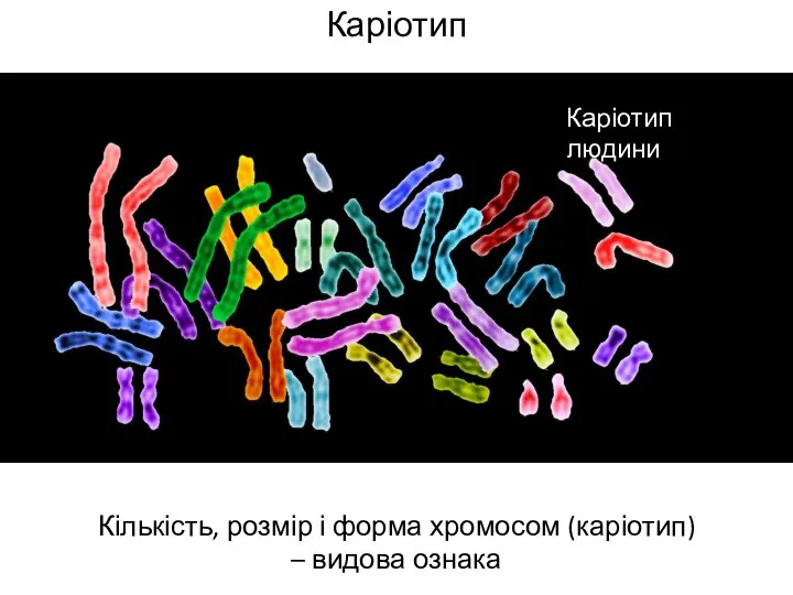 Каріотип Кількість, розмір і форма хромосом (каріотип) – видова ознака Каріотип людини