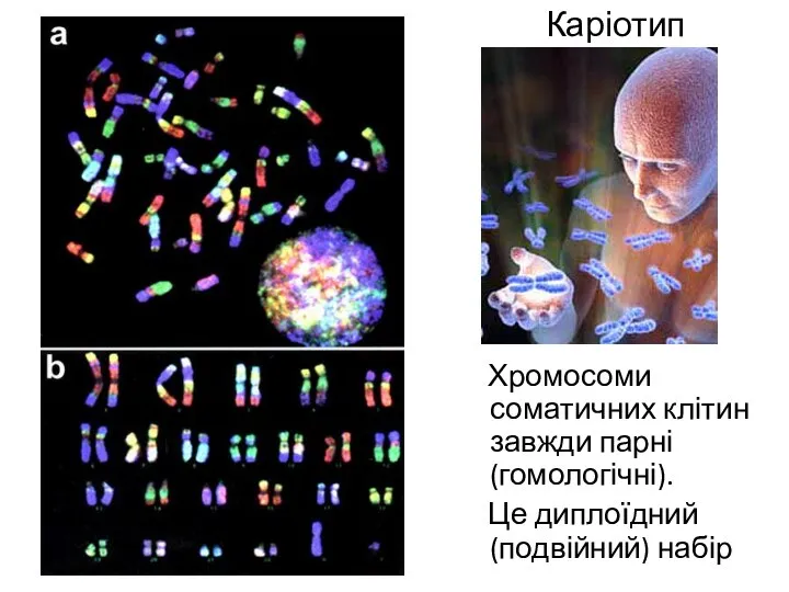 Каріотип Хромосоми соматичних клітин завжди парні (гомологічні). Це диплоїдний (подвійний) набір