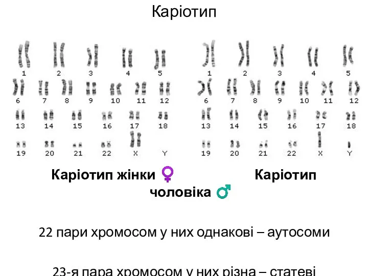 Каріотип Каріотип жінки ♀ Каріотип чоловіка ♂ 22 пари хромосом у них