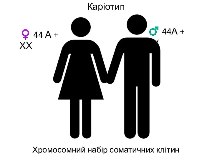 Каріотип Хромосомний набір соматичних клітин ♀ 44 А + ХХ ♂ 44А + ХY