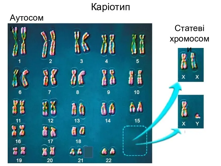 Каріотип Аутосоми Статеві хромосоми