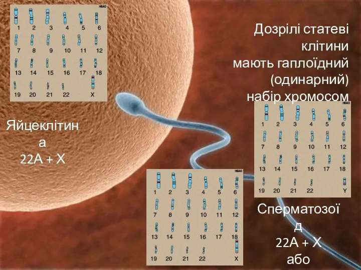 Каріотип Дозрілі статеві клітини мають гаплоїдний (одинарний) набір хромосом Яйцеклітина 22А +