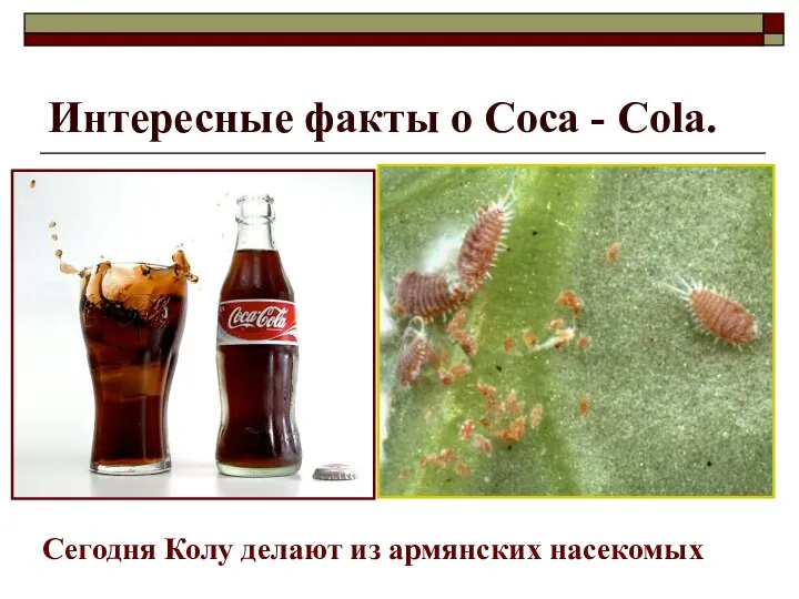 Интересные факты о Coca - Cola. Сегодня Колу делают из армянских насекомых