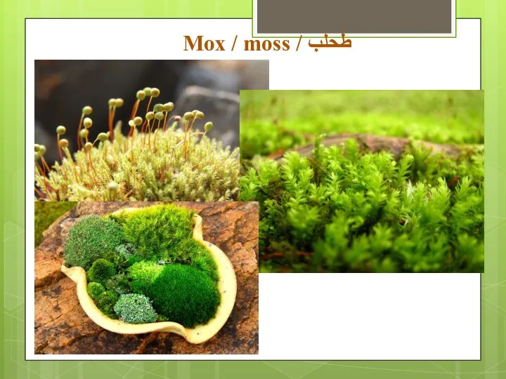 Мох / moss / طحلب