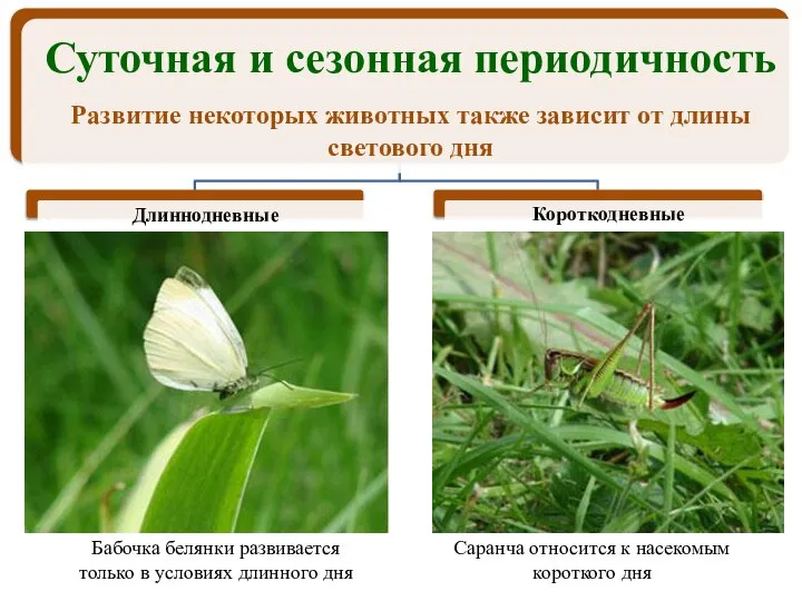 Бабочка белянки развивается только в условиях длинного дня Саранча относится к насекомым короткого дня