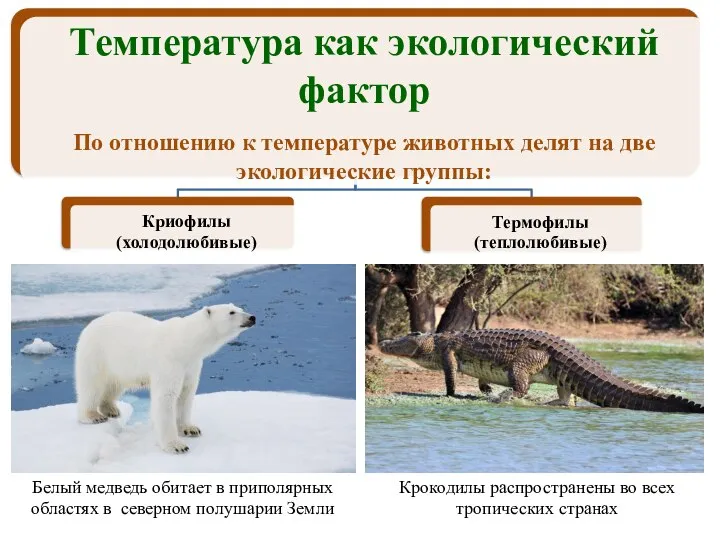 Крокодилы распространены во всех тропических странах Белый медведь обитает в приполярных областях в северном полушарии Земли