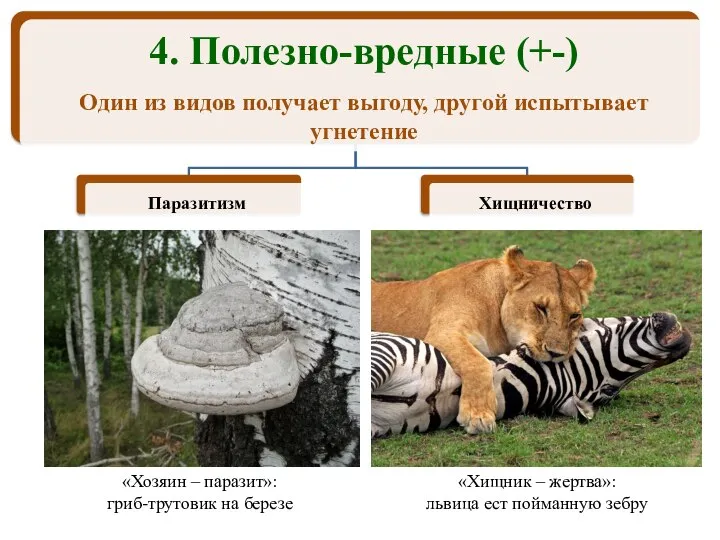 «Хозяин – паразит»: гриб-трутовик на березе «Хищник – жертва»: львица ест пойманную зебру