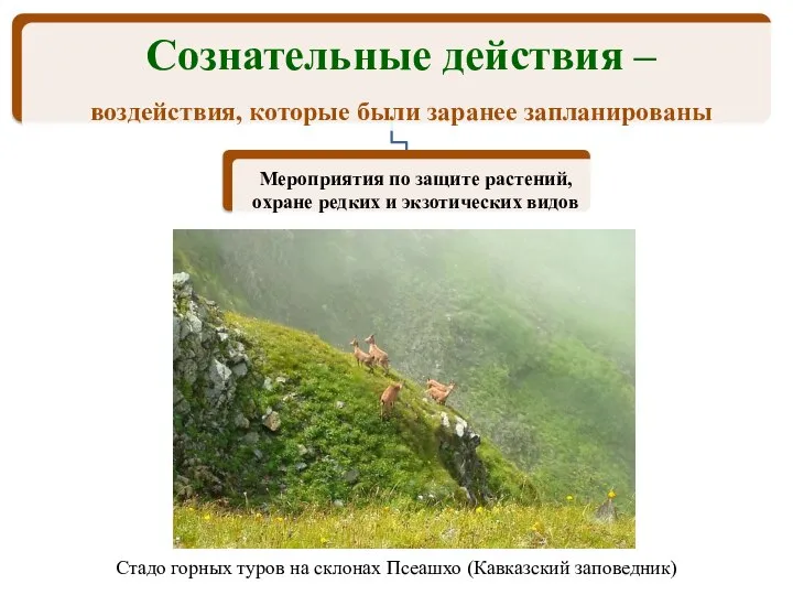 Стадо горных туров на склонах Псеашхо (Кавказский заповедник)