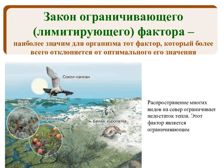 Распространение многих видов на север ограничивает недостаток тепла. Этот фактор является ограничивающим