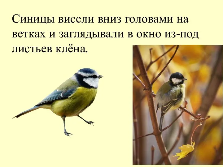 Синицы висели вниз головами на ветках и заглядывали в окно из-под листьев клёна.