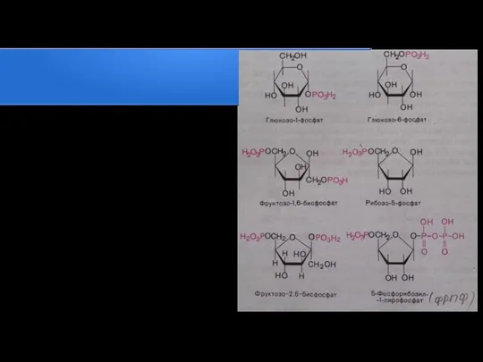 Фосфорнокислые эфиры углеводов: происходит этерификация фосфорной кислотой. Самым первым обнаружен фруктозо-1,6-бисфосфат, выявленный