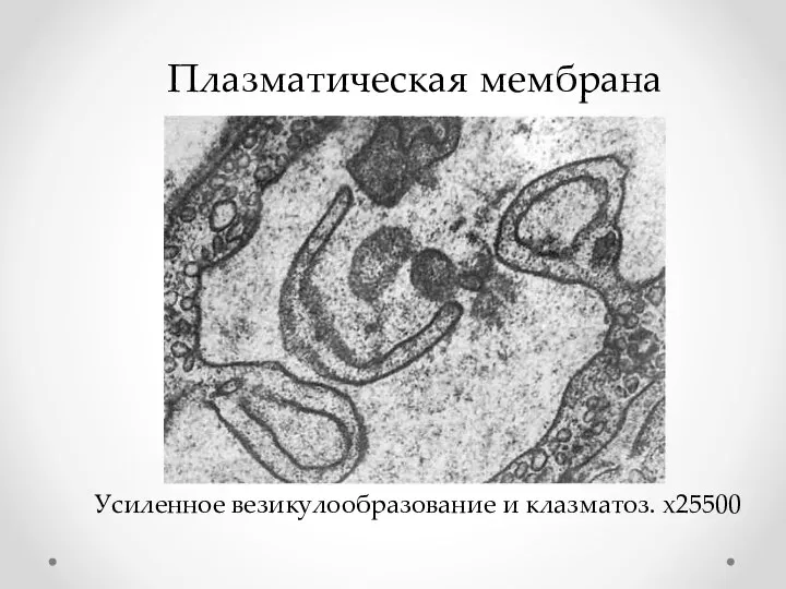 Плазматическая мембрана Усиленное везикулообразование и клазматоз. х25500