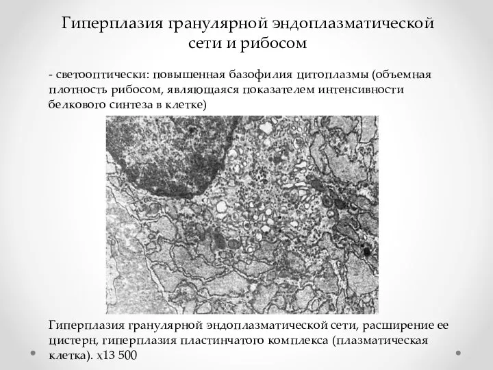 Гиперплазия гранулярной эндоплазматической сети и рибосом - светооптически: повышенная базофилия цитоплазмы (объемная