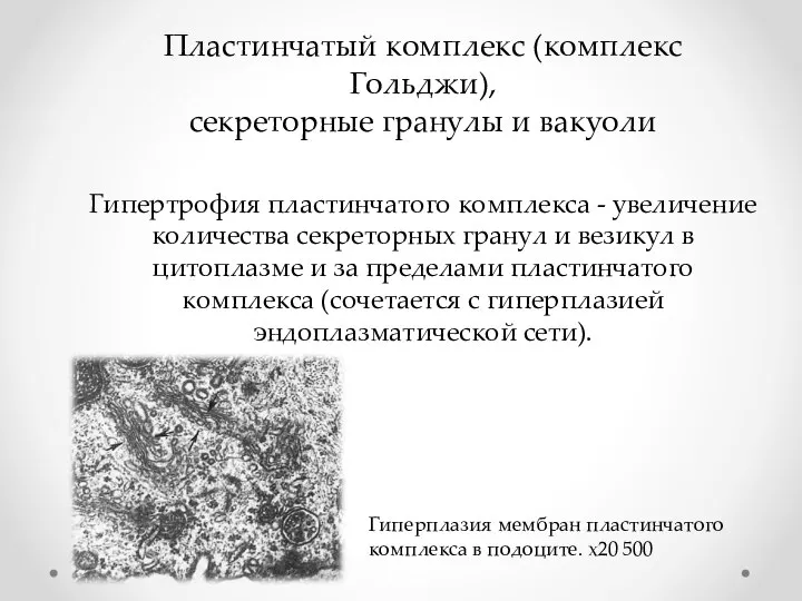 Пластинчатый комплекс (комплекс Гольджи), секреторные гранулы и вакуоли Гипертрофия пластинчатого комплекса -