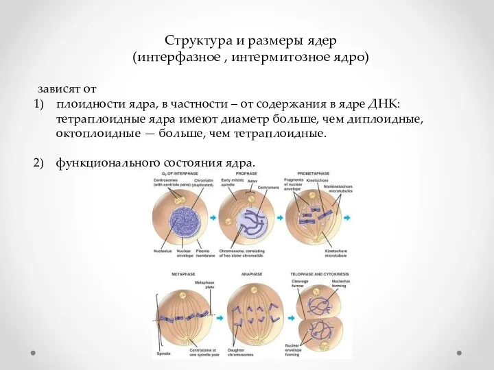 Структура и размеры ядер (интерфазное , интермитозное ядро) зависят от плоидности ядра,