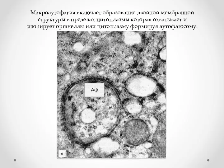 Макроаутофагия включает образование двойной мембранной структуры в пределах цитоплазмы которая охватывает и