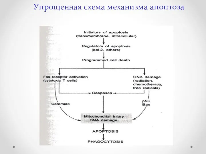 Упрощенная схема механизма апоптоза