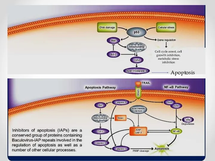 Cell cycle arrest, cell growth inhibition, metabolic stress inhibition Apoptosis