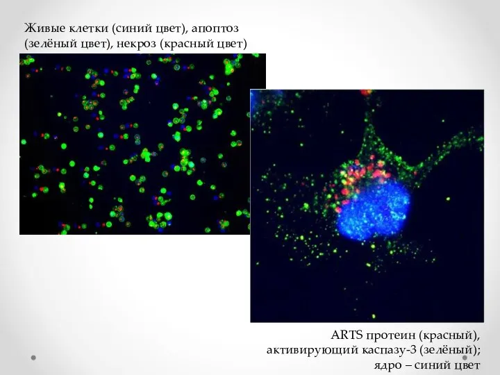 Живые клетки (синий цвет), апоптоз (зелёный цвет), некроз (красный цвет) ARTS протеин