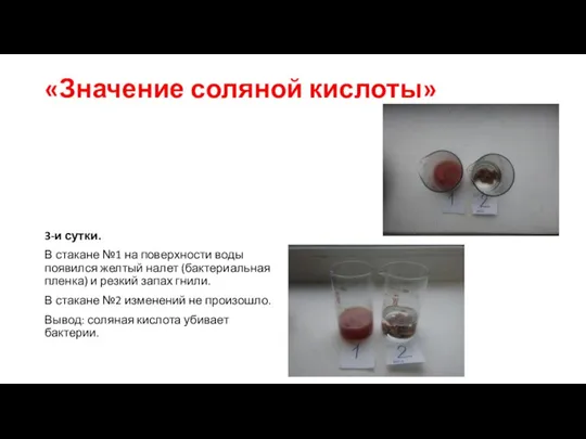 «Значение соляной кислоты» 3-и сутки. В стакане №1 на поверхности воды появился