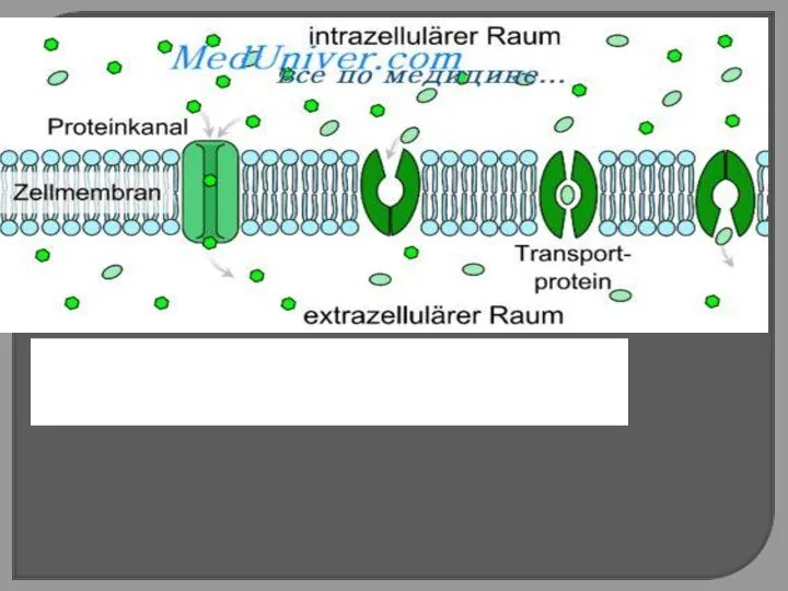 Некоторые ионы и полярные молекулы проникают в клетку при помощи особых транспортных