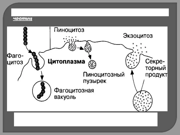Фагоцитоз («поедание») — поглощение клетками твердых частиц Пиноцитоз («питье») — поглощение клеткой жидкого материала